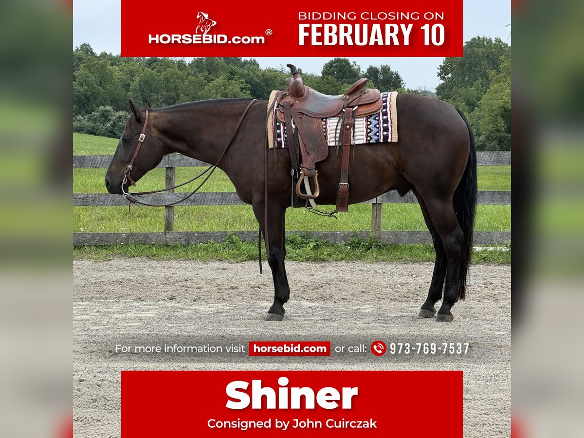 American Quarter Horse Wałach 6 lat 157 cm Ciemnogniada in Denville, NJ