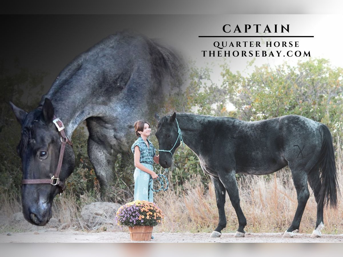 American Quarter Horse Wałach 6 lat 157 cm Karodereszowata in Larkspur, CO