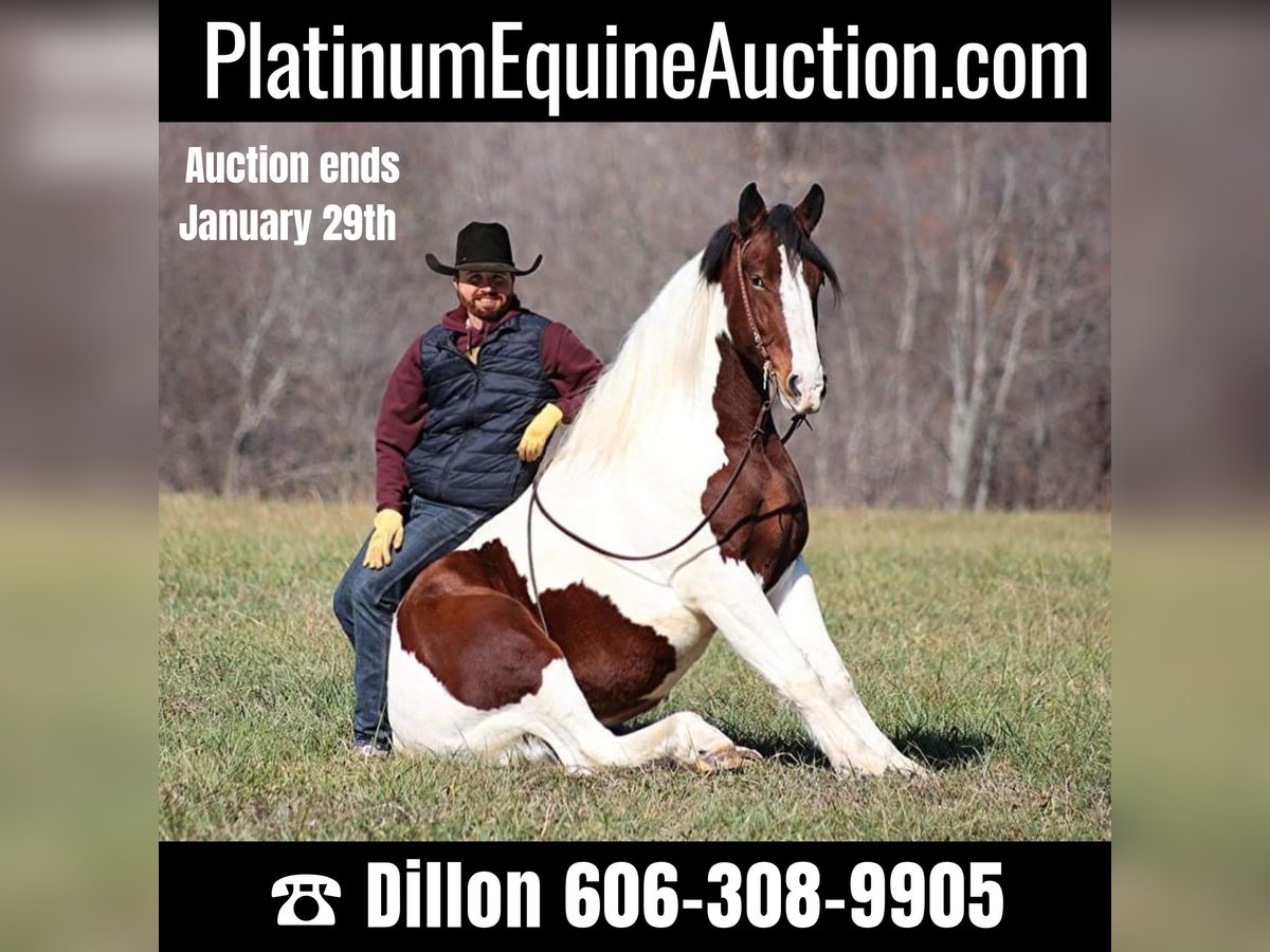 American Quarter Horse Wałach 6 lat 157 cm Tobiano wszelkich maści in Brodhead KY