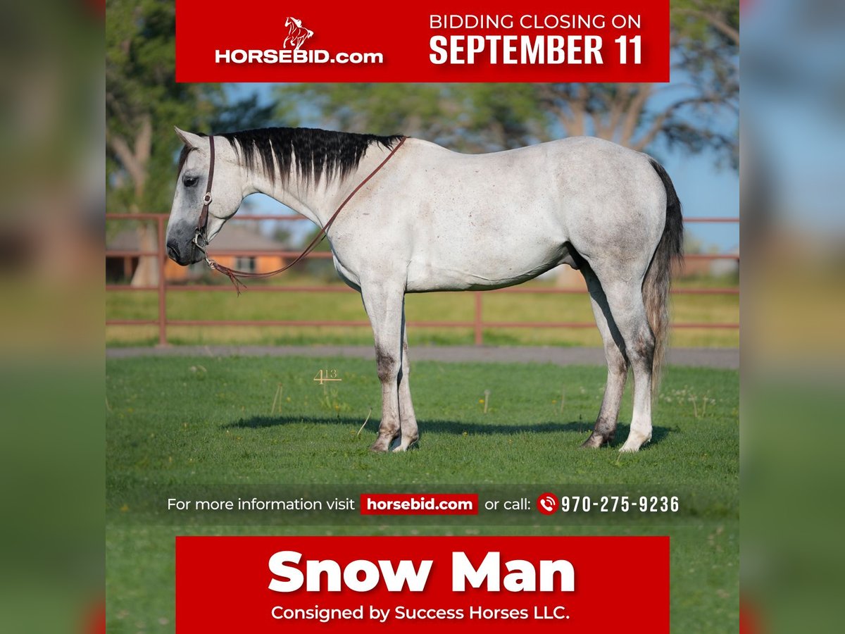 American Quarter Horse Wałach 6 lat 163 cm Siwa in Montrose, CO