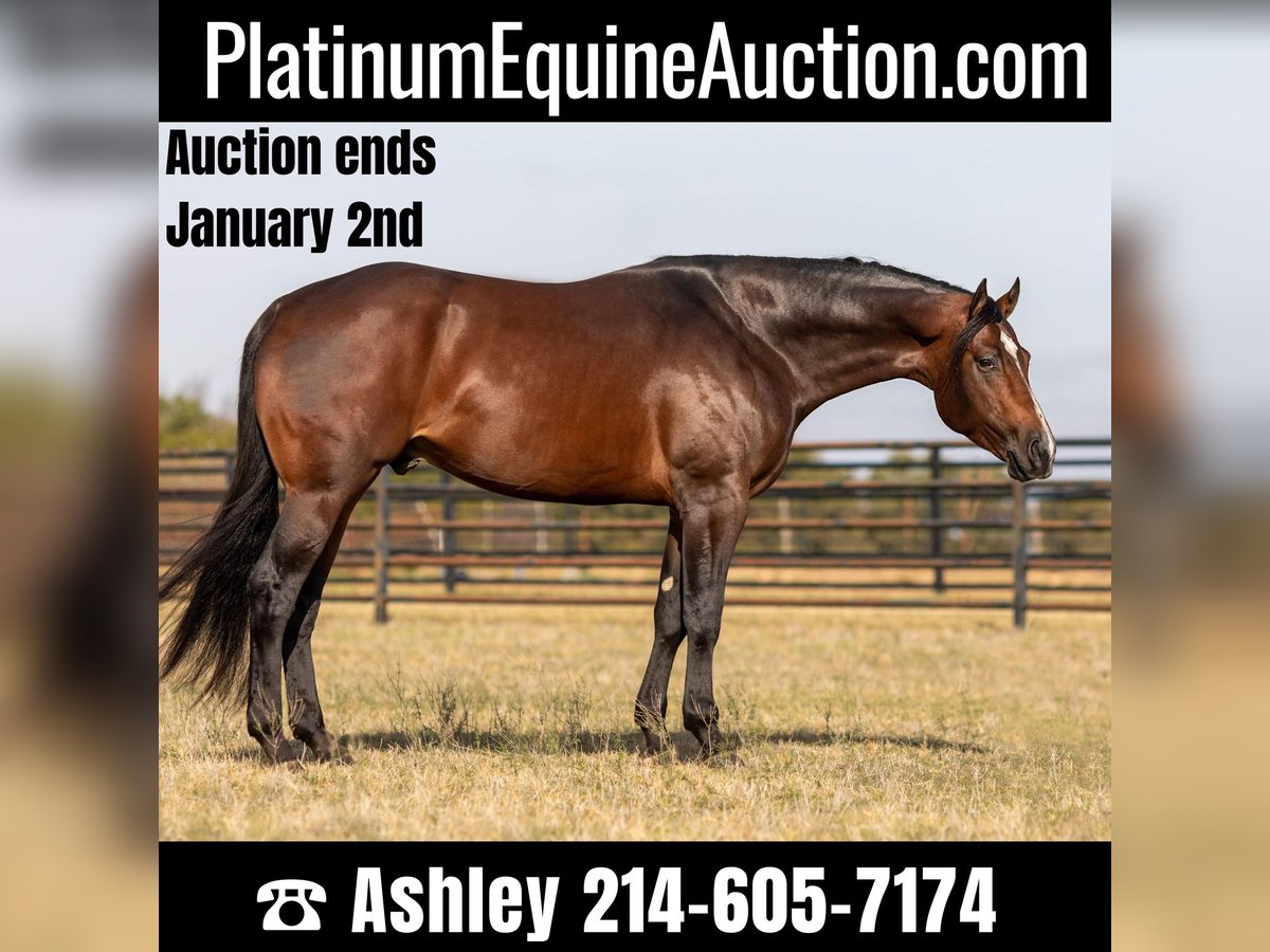 American Quarter Horse Wałach 6 lat 168 cm Gniada in Weatherford TX