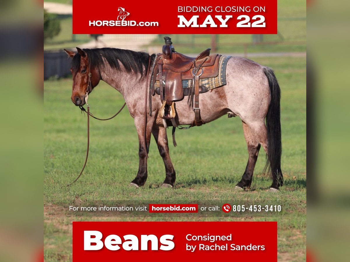 American Quarter Horse Wałach 6 lat Gniadodereszowata in Joshua, TX