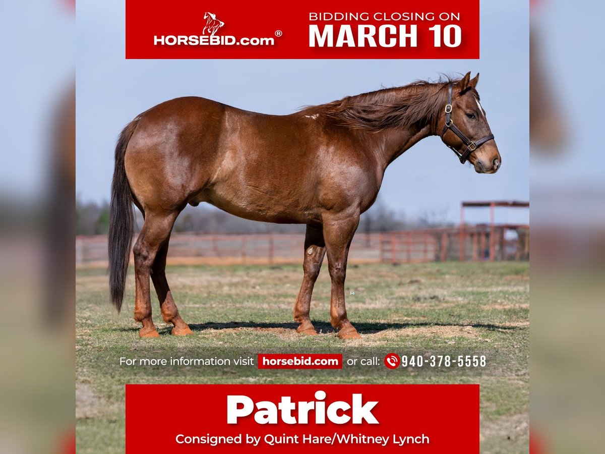 American Quarter Horse Mix Wałach 7 lat 147 cm Cisawa in Loving, TX