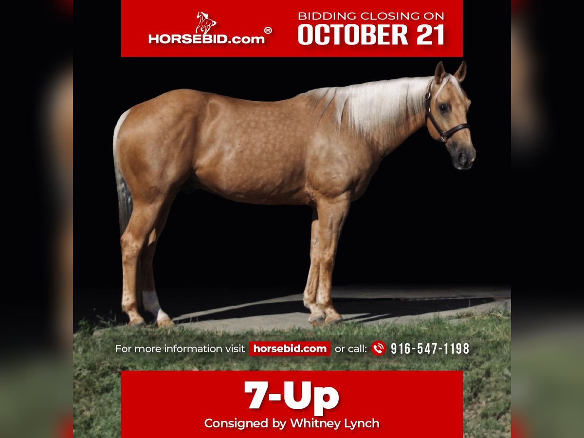 American Quarter Horse Wałach 7 lat 147 cm Izabelowata in Whitesboro, TX