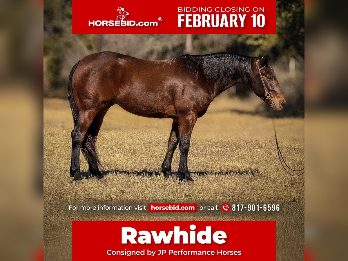 American Quarter Horse Wałach 7 lat 152 cm Gniada in Weatherford, TX