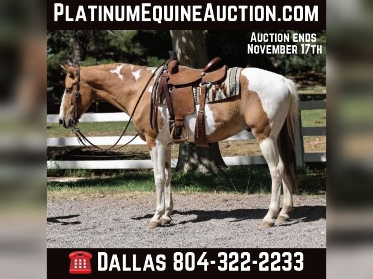 American Quarter Horse Wałach 7 lat 152 cm Tobiano wszelkich maści in Camp Verde AZ