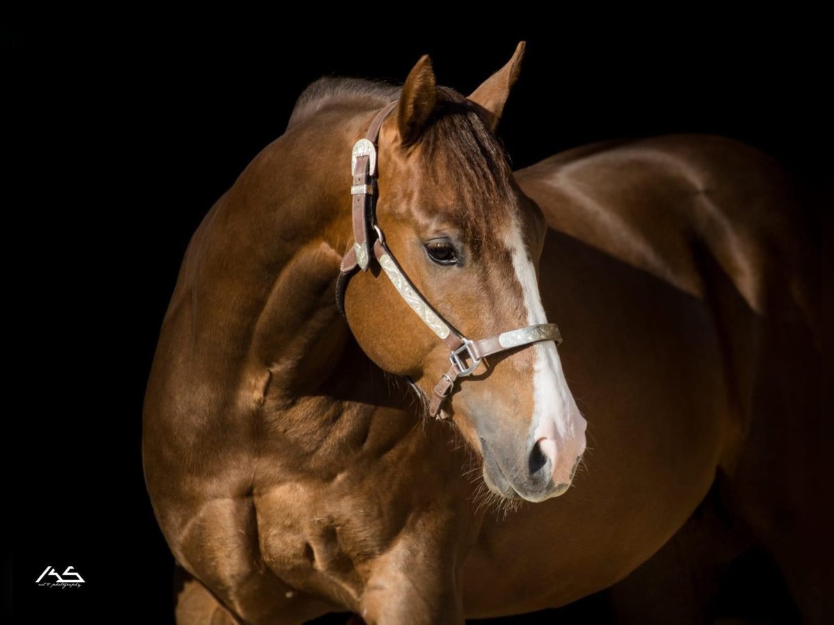 American Quarter Horse Wałach 7 lat 153 cm Ciemnokasztanowata in DingolfingDingolfinv