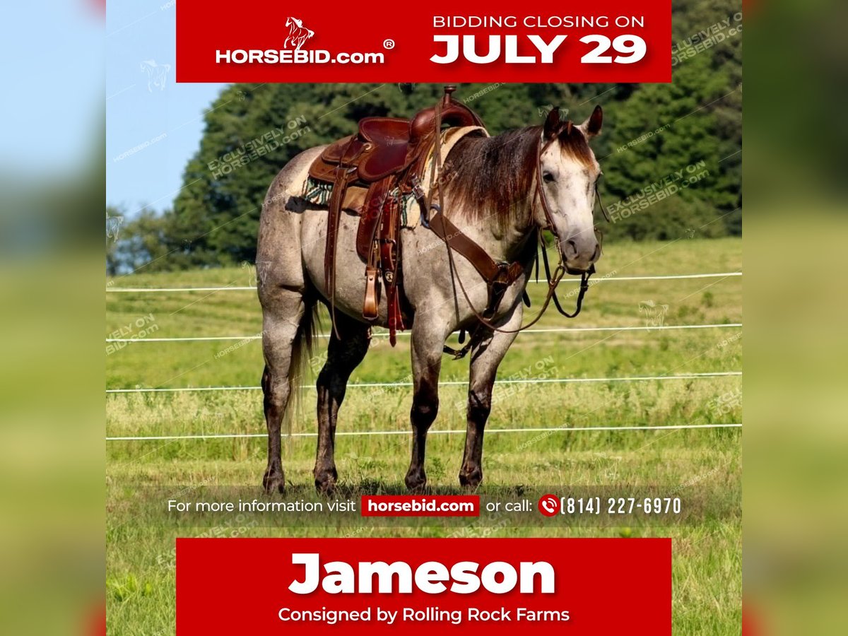 American Quarter Horse Wałach 7 lat 155 cm Siwa in Clarion, PA