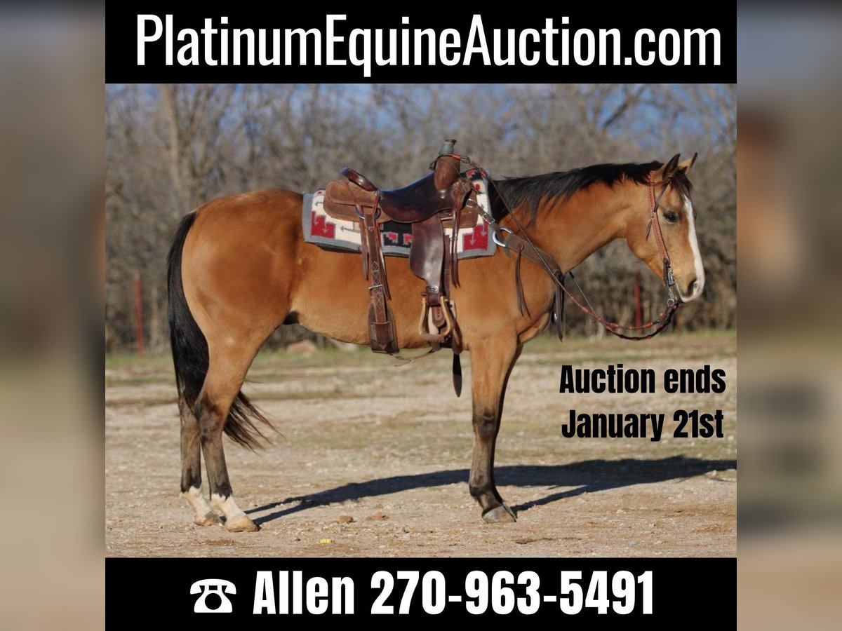 American Quarter Horse Wałach 7 lat 157 cm Jelenia in Brickenridge TX