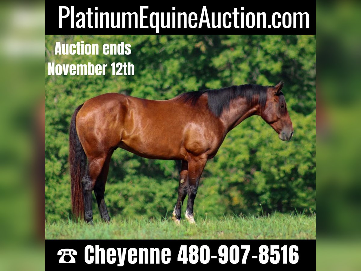American Quarter Horse Wałach 7 lat 163 cm Gniada in Stephenville TX