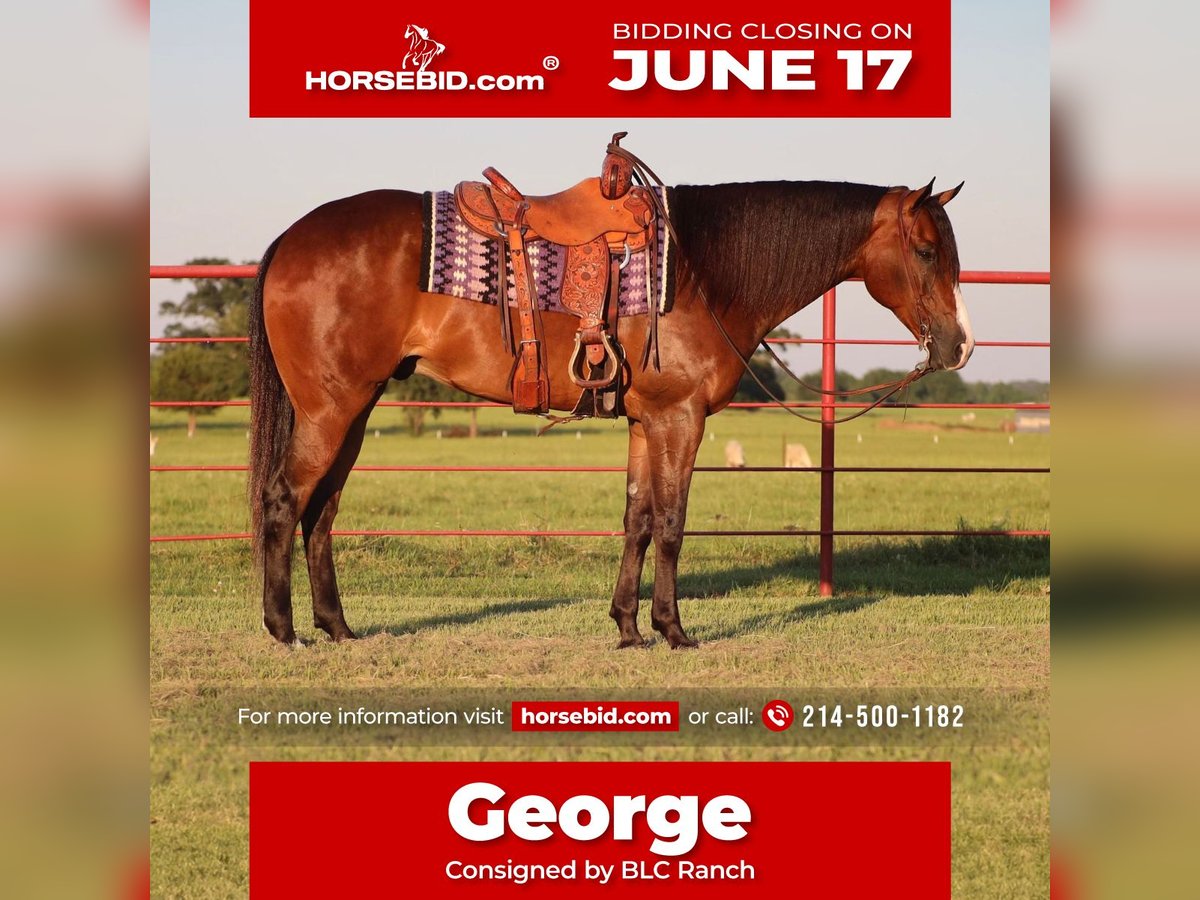 American Quarter Horse Wałach 7 lat 165 cm Gniada in Grand Saline