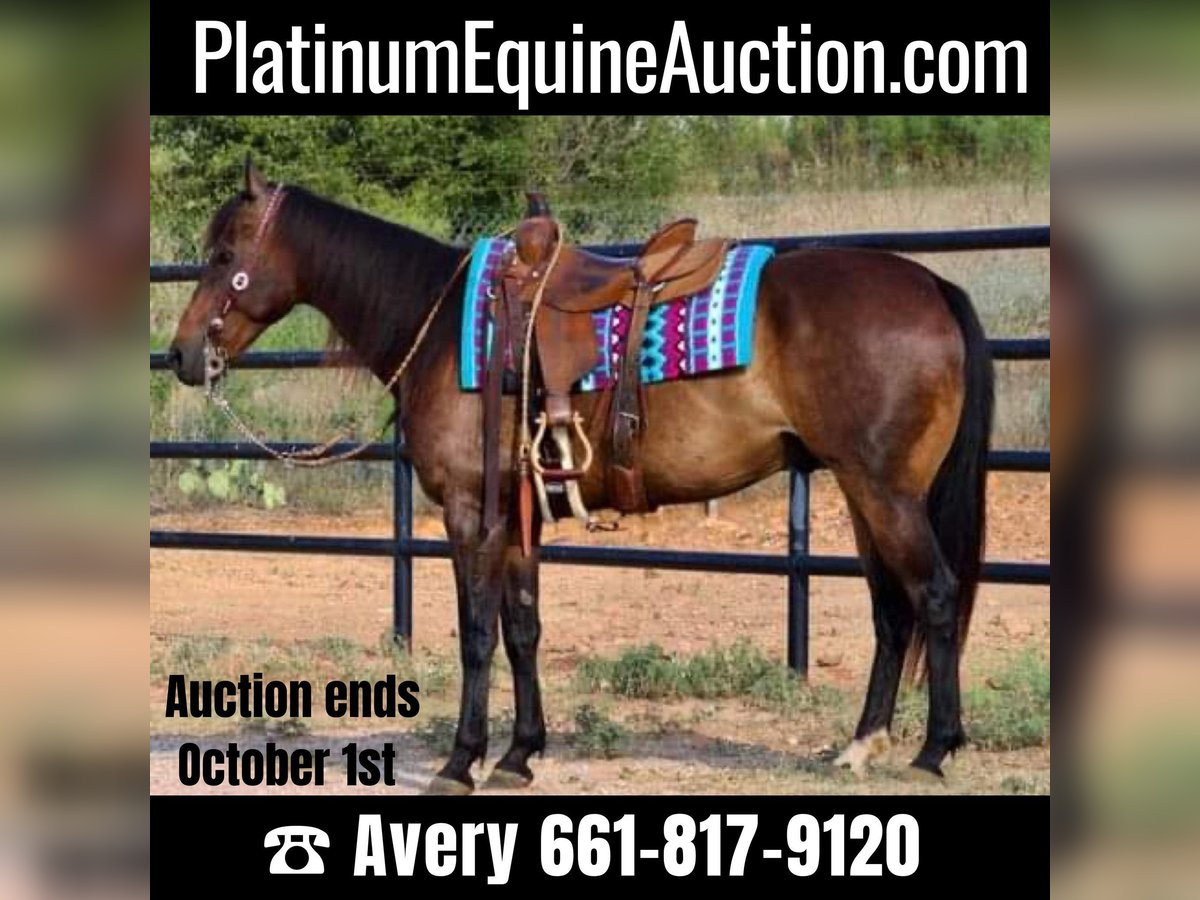 American Quarter Horse Wałach 7 lat Gniada in Stephenville TX