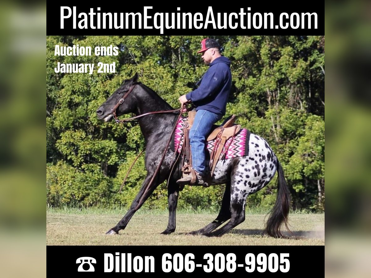 American Quarter Horse Wałach 7 lat Kara in Brodhead KY