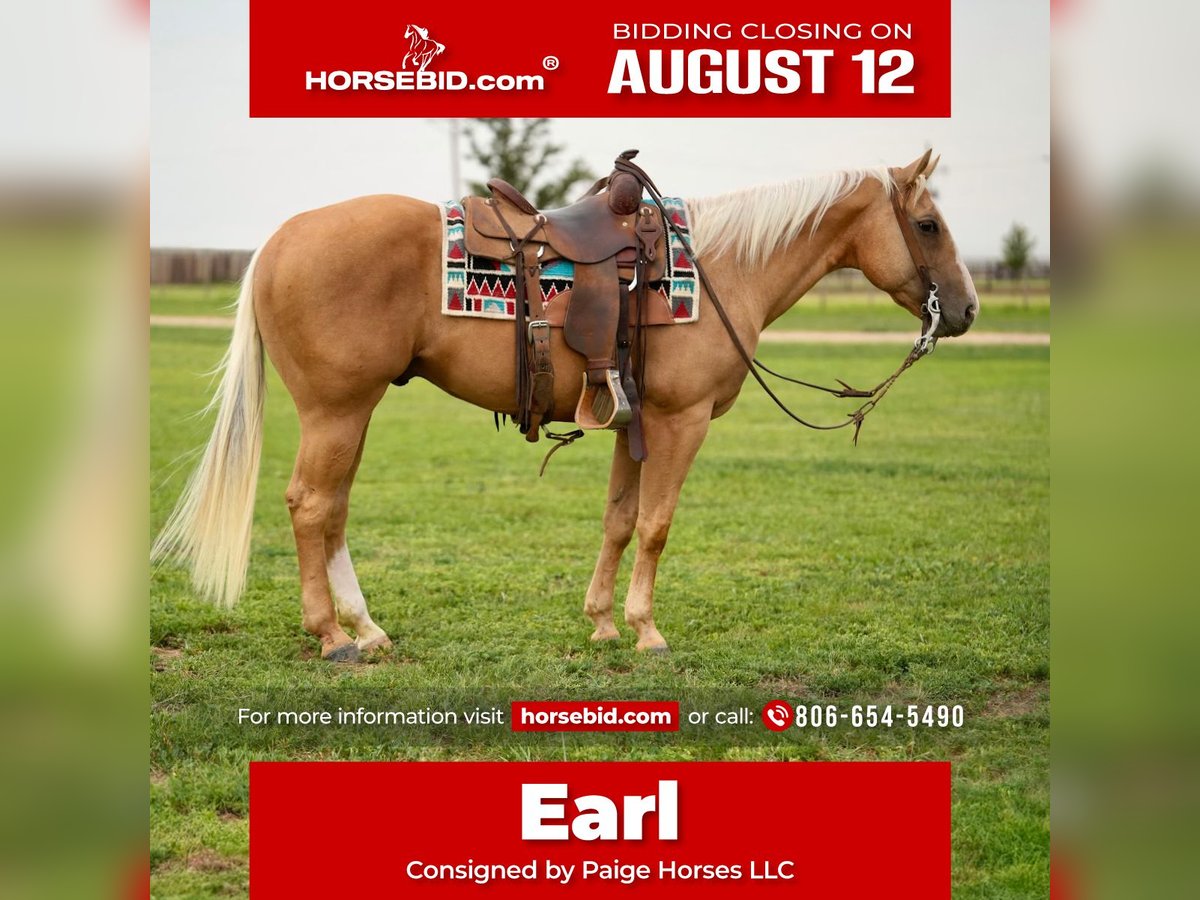 American Quarter Horse Wałach 8 lat 150 cm Izabelowata in Amarillo, TX