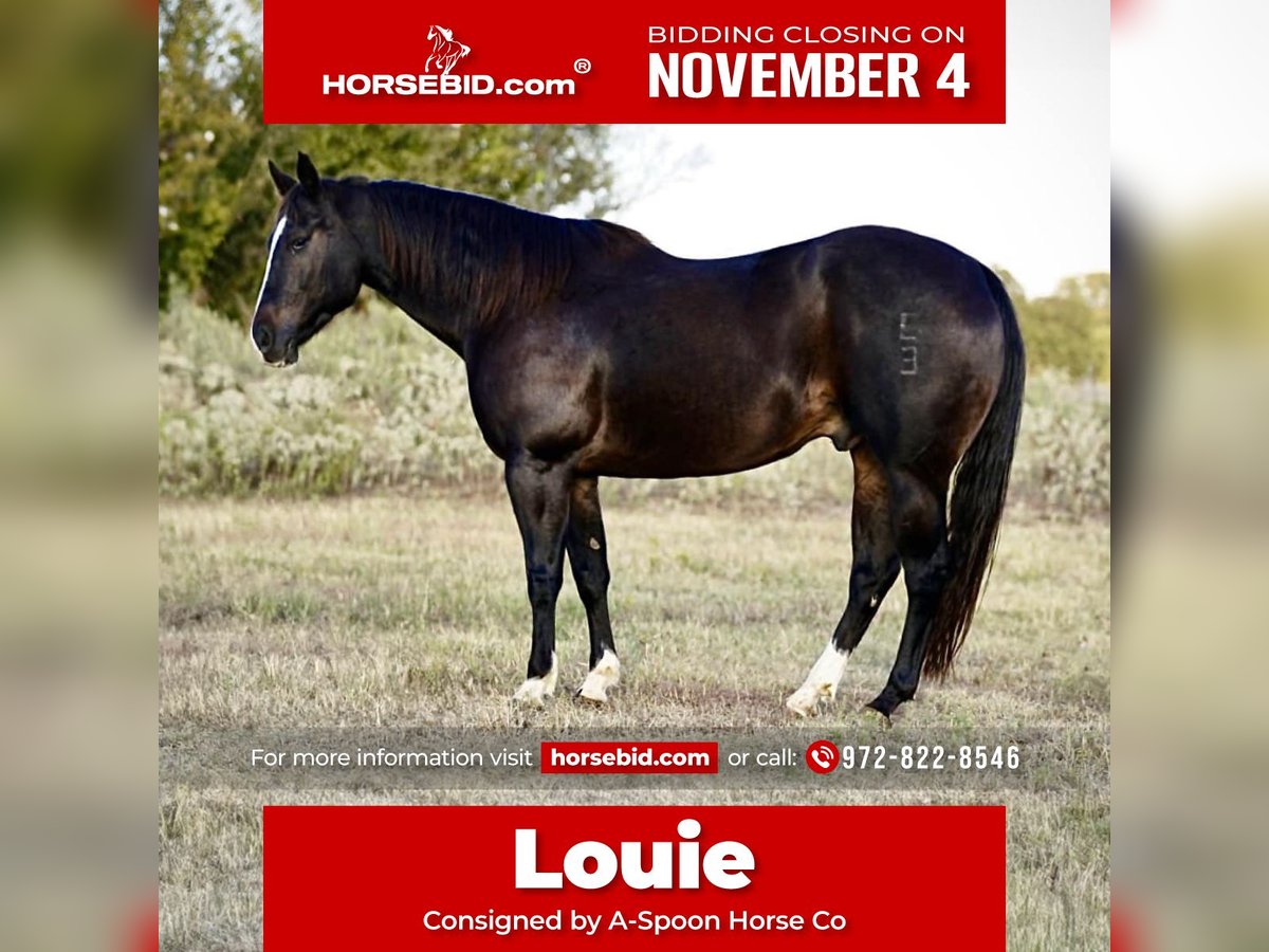 American Quarter Horse Wałach 8 lat 150 cm Kara in Kaufman