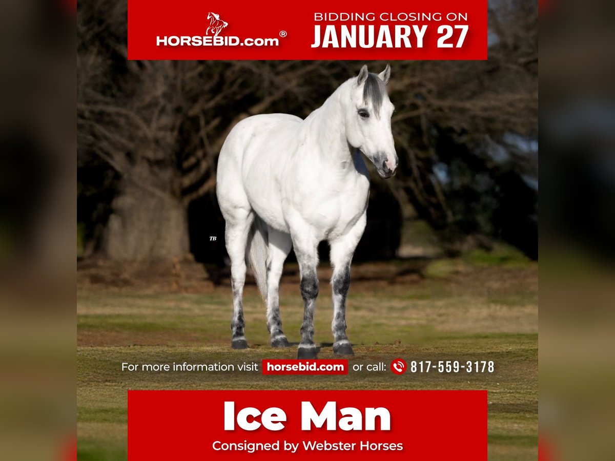 American Quarter Horse Wałach 8 lat 150 cm Siwa jabłkowita in Ponder, TX