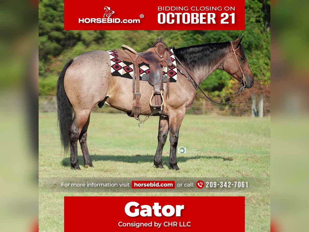 American Quarter Horse Wałach 8 lat 152 cm Gniadodereszowata in Waterford, CA