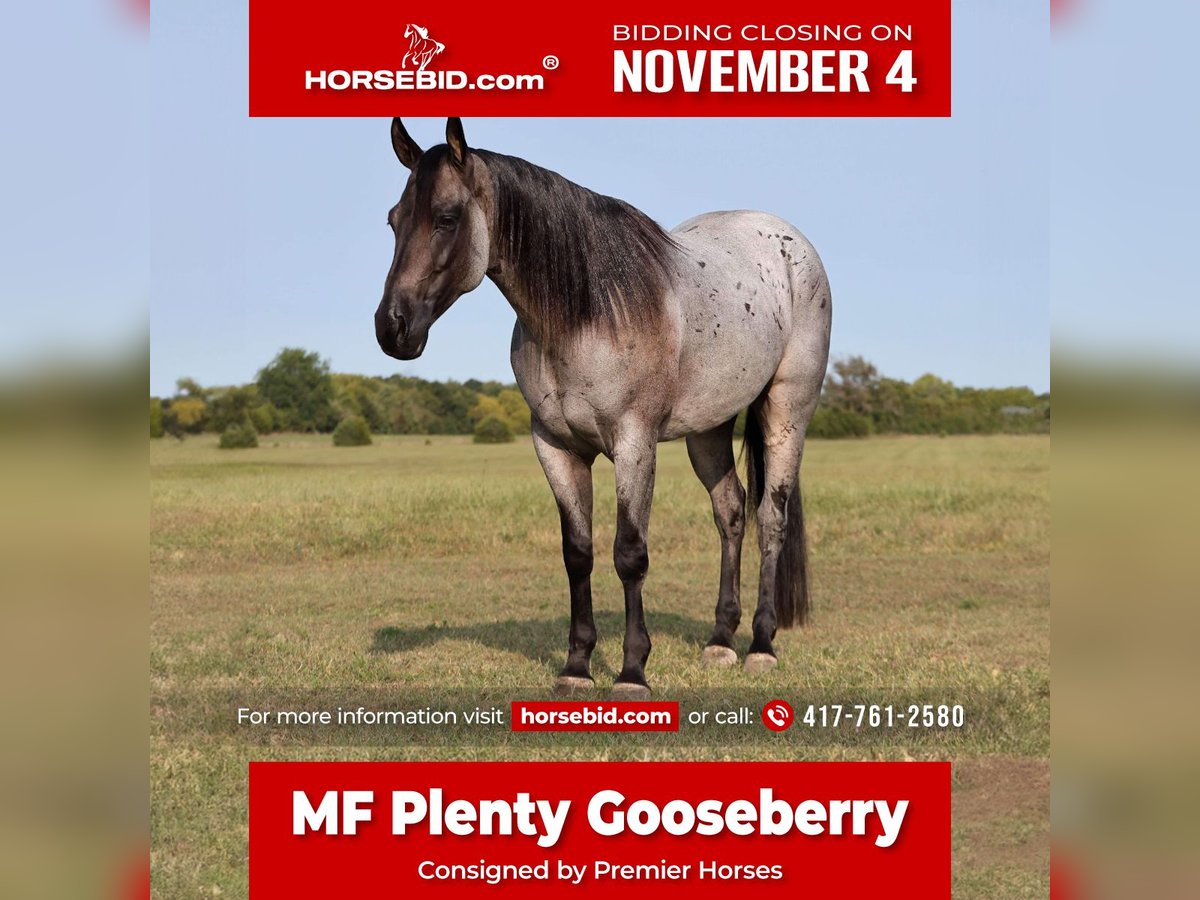 American Quarter Horse Wałach 8 lat 152 cm Karodereszowata in Buffalo, MO