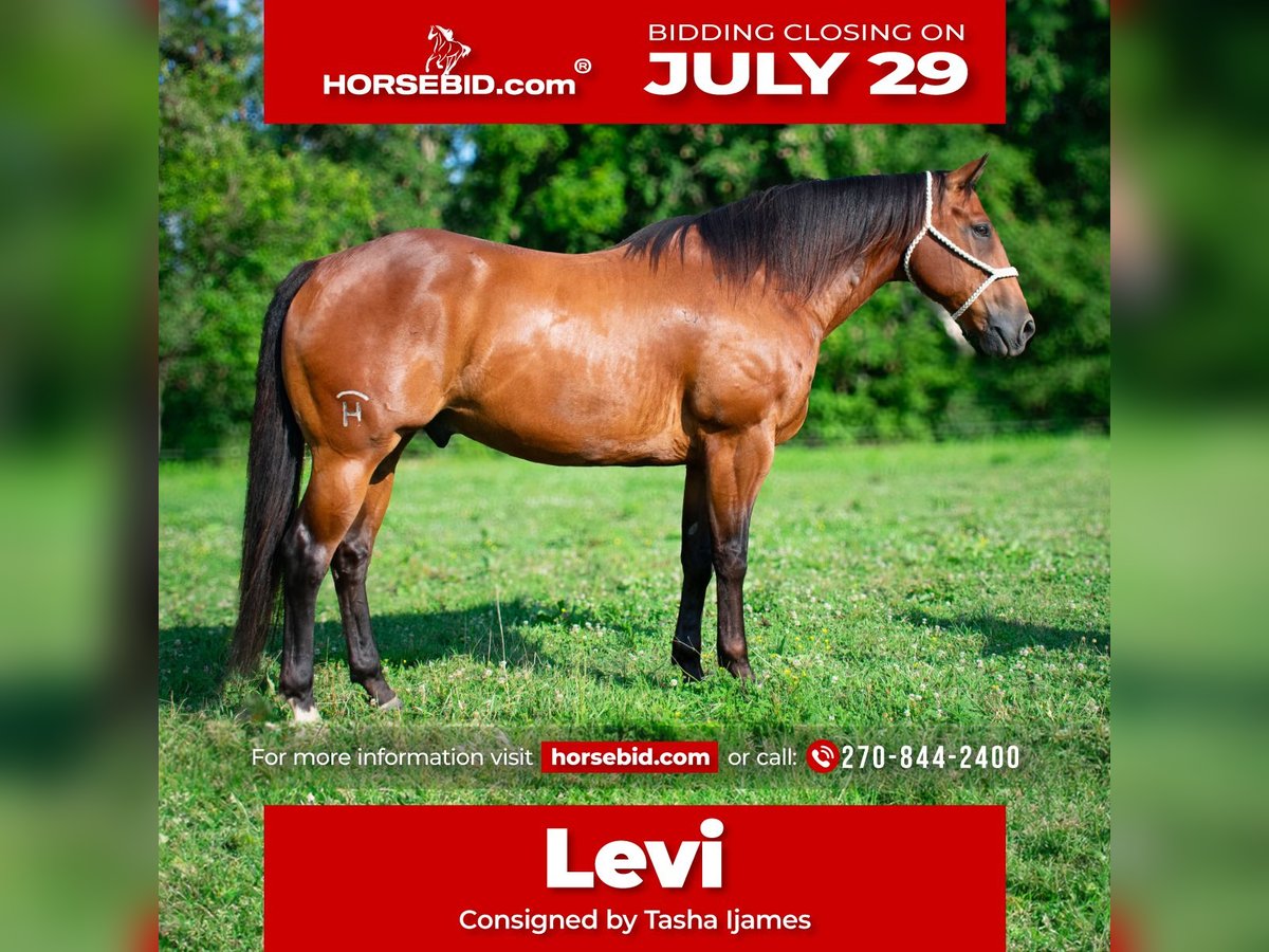 American Quarter Horse Wałach 8 lat 155 cm Gniada in Henderson, KY