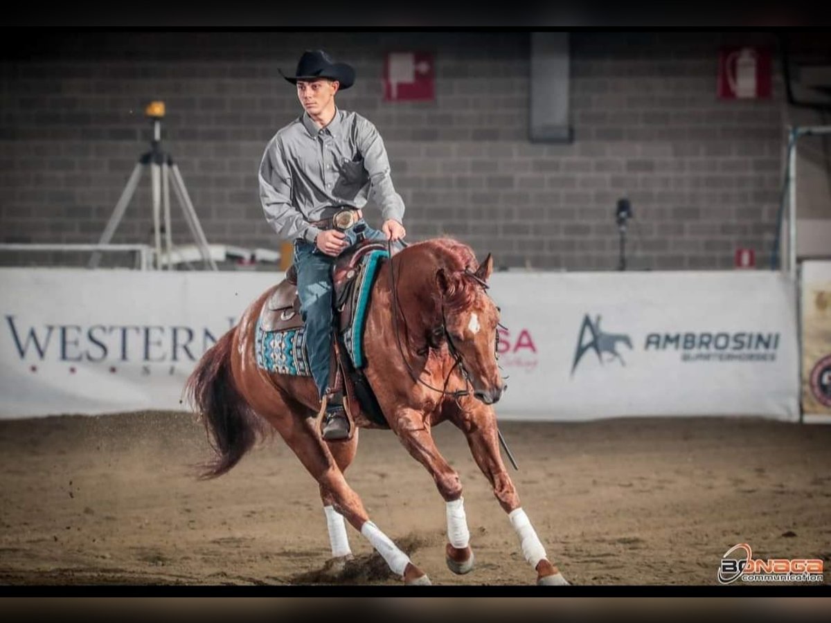 American Quarter Horse Wałach 8 lat 158 cm Bułana in Parkstein