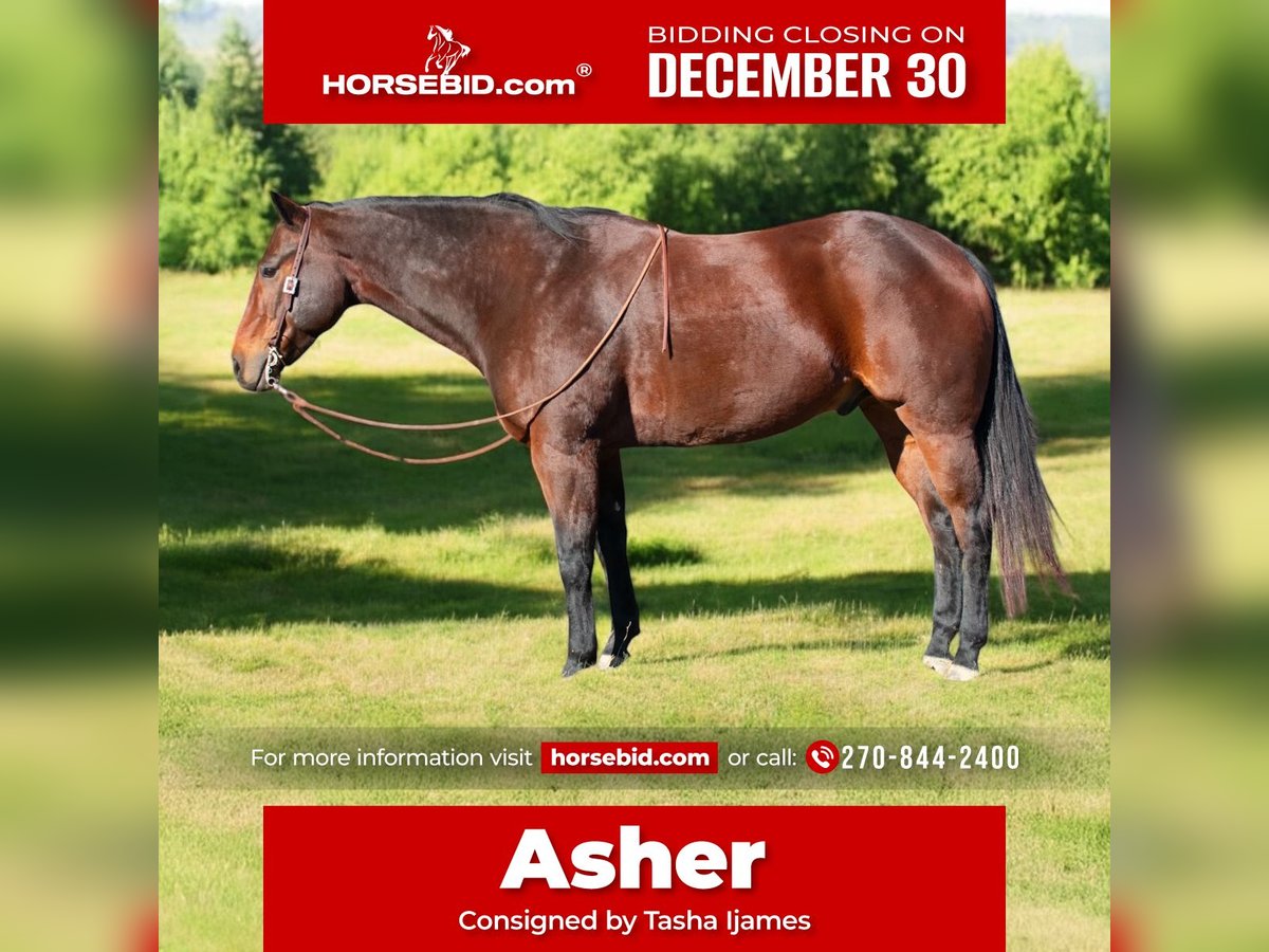 American Quarter Horse Wałach 8 lat 163 cm Gniada in Henderson, KY