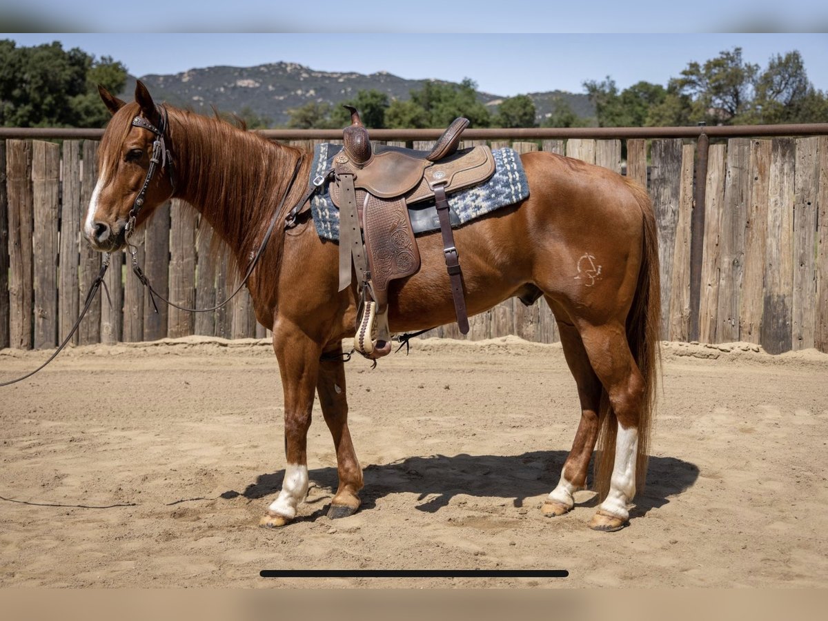 American Quarter Horse Wałach 8 lat Cisawa in Murrieta, ca