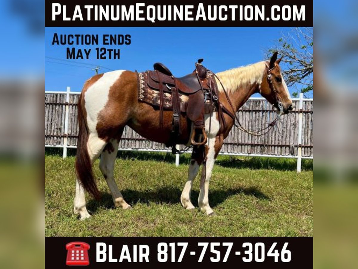 American Quarter Horse Wałach 8 lat Tobiano wszelkich maści in Weatherford TX