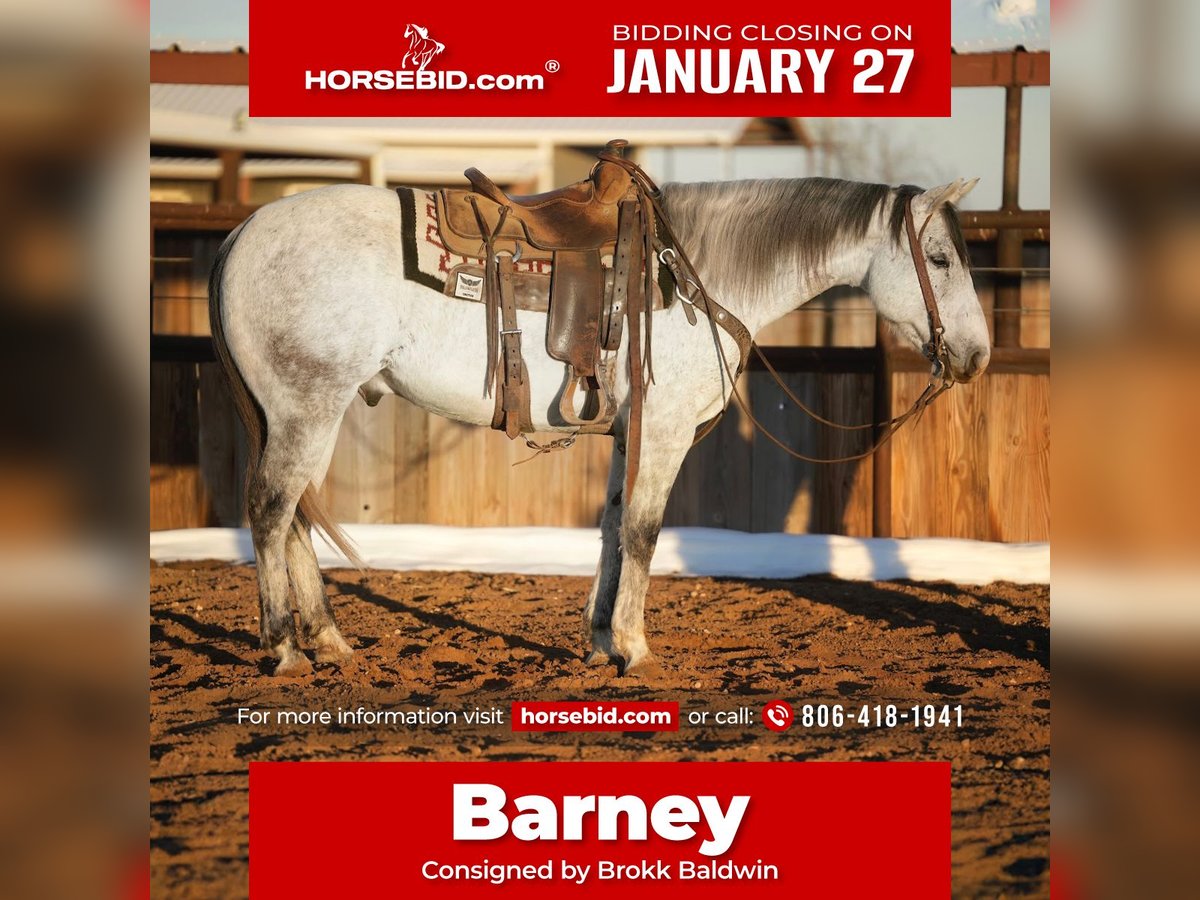 American Quarter Horse Wałach 9 lat 147 cm Siwa in Amarillo, TX