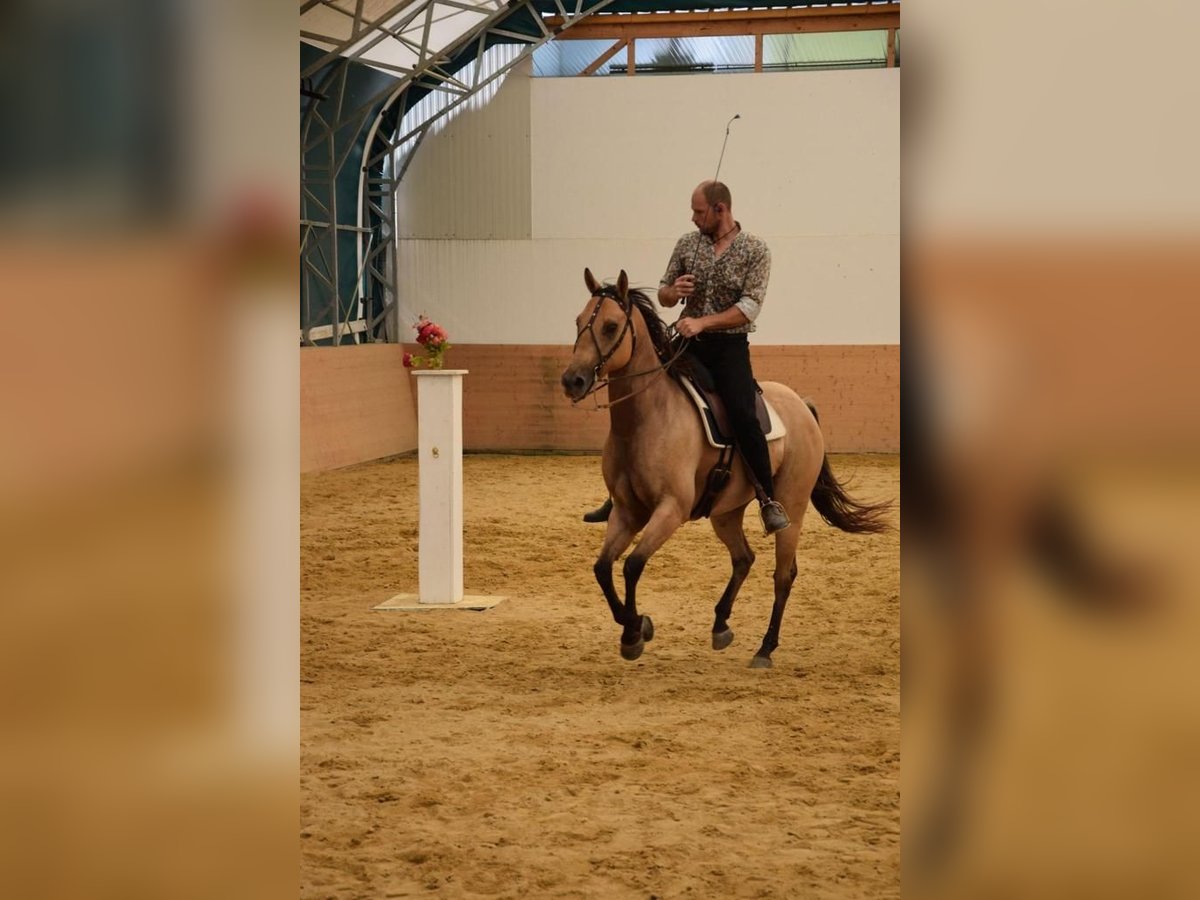 American Quarter Horse Wałach 9 lat 148 cm Jelenia in Teisnach