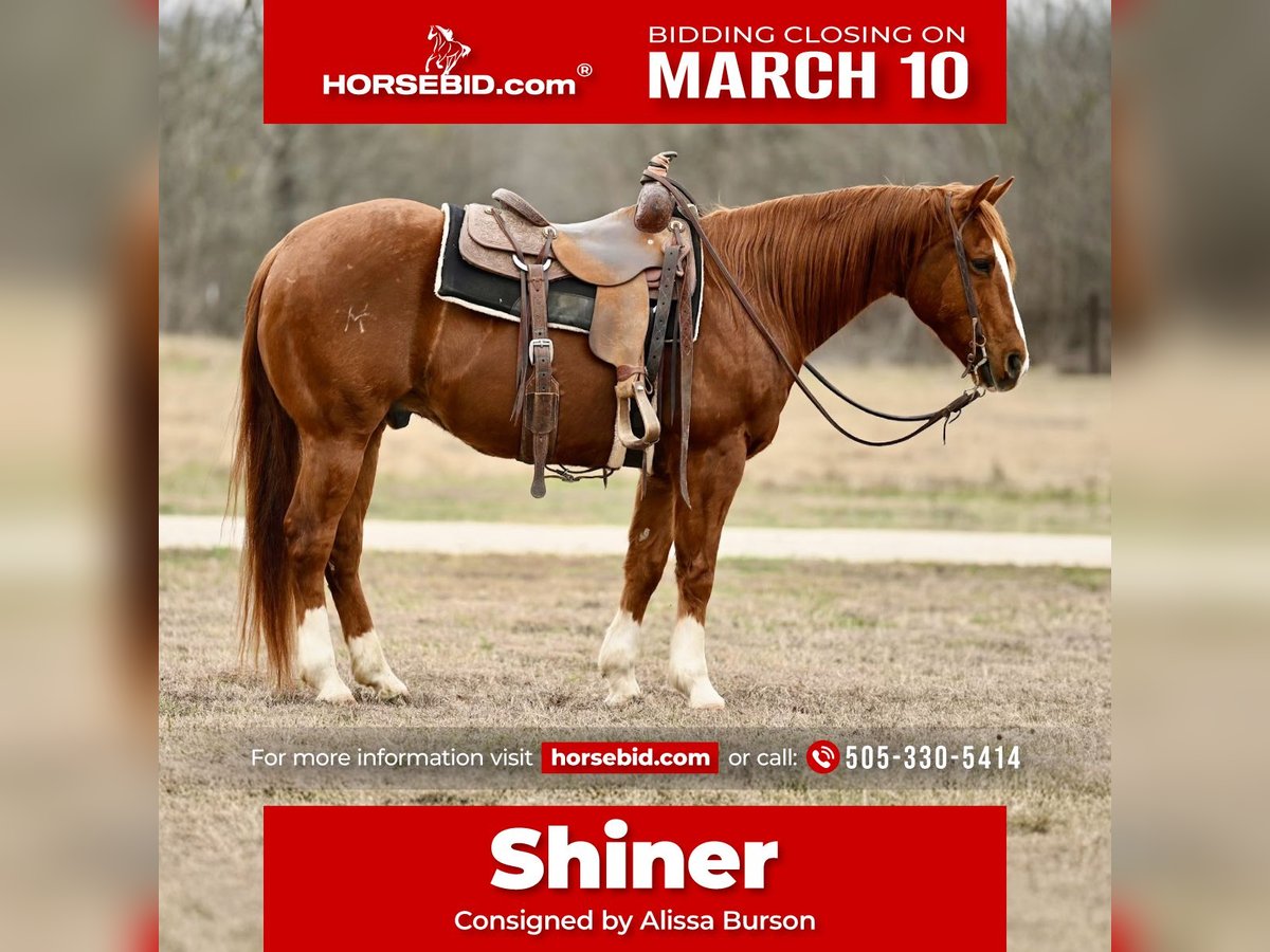 American Quarter Horse Wałach 9 lat 150 cm Cisawa in Kilgore, TX