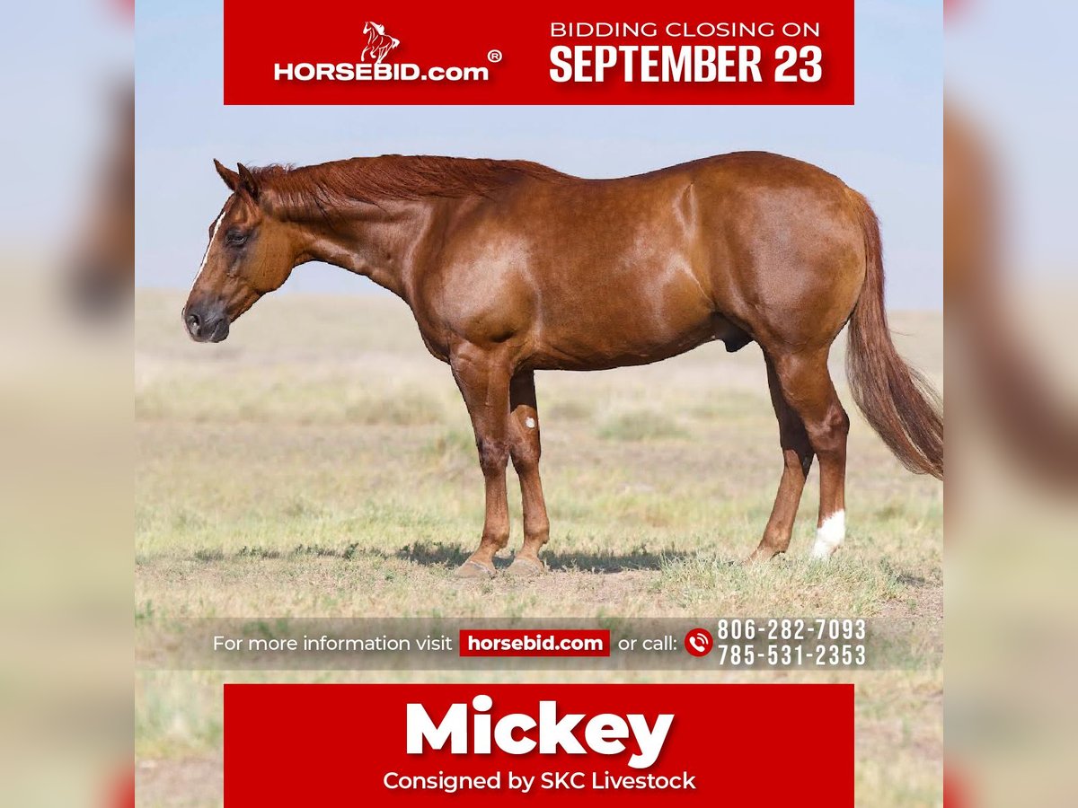 American Quarter Horse Wałach 9 lat 150 cm Cisawa in Canyon, TX