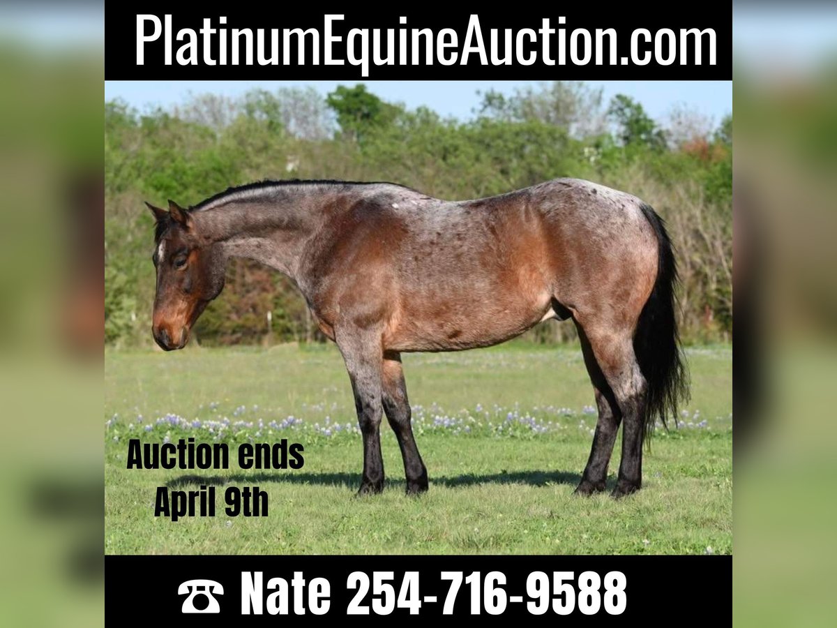 American Quarter Horse Wałach 9 lat 150 cm Gniadodereszowata in Waco TX