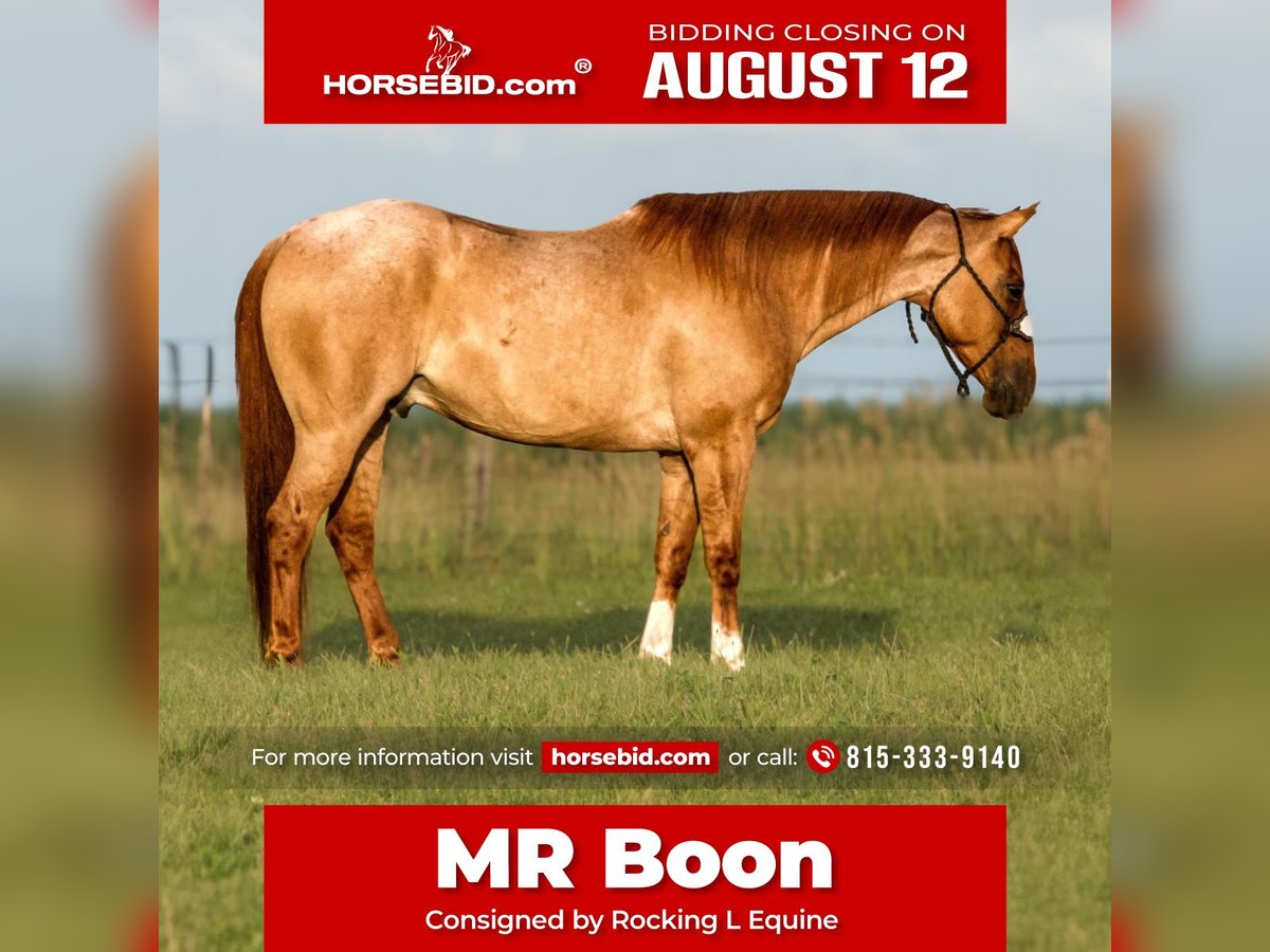 American Quarter Horse Wałach 9 lat 150 cm Kasztanowatodereszowata in Joy, IL