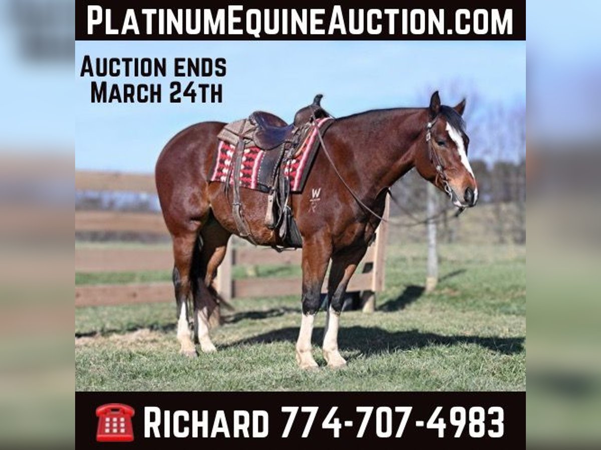 American Quarter Horse Wałach 9 lat 152 cm Gniada in Bellingham MA