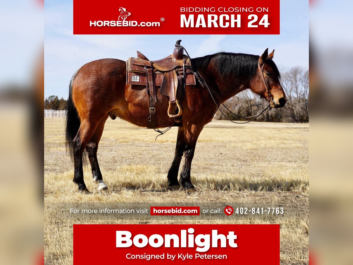 American Quarter Horse Wałach 9 lat 152 cm Gniadodereszowata in Corsica, SD