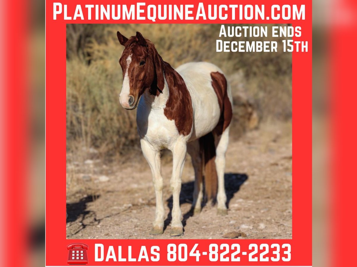 American Quarter Horse Wałach 9 lat 152 cm Tobiano wszelkich maści in Camp Verde AZ