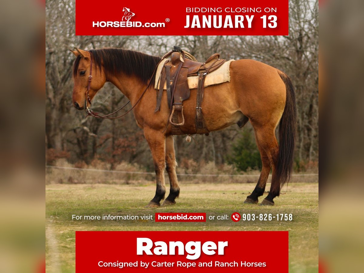 American Quarter Horse Wałach 9 lat 155 cm Bułana in De Kalb, TX