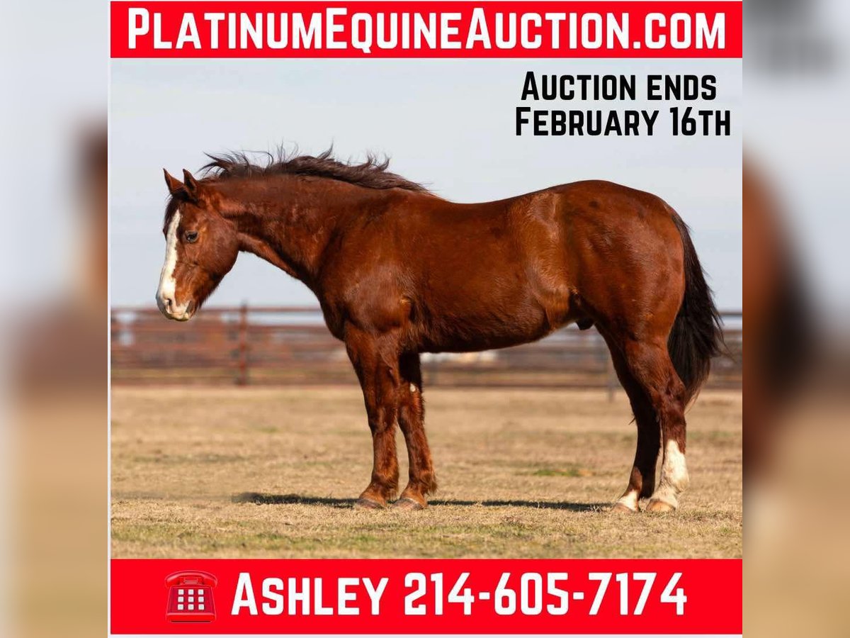 American Quarter Horse Wałach 9 lat 155 cm Ciemnokasztanowata in Weatherford TX