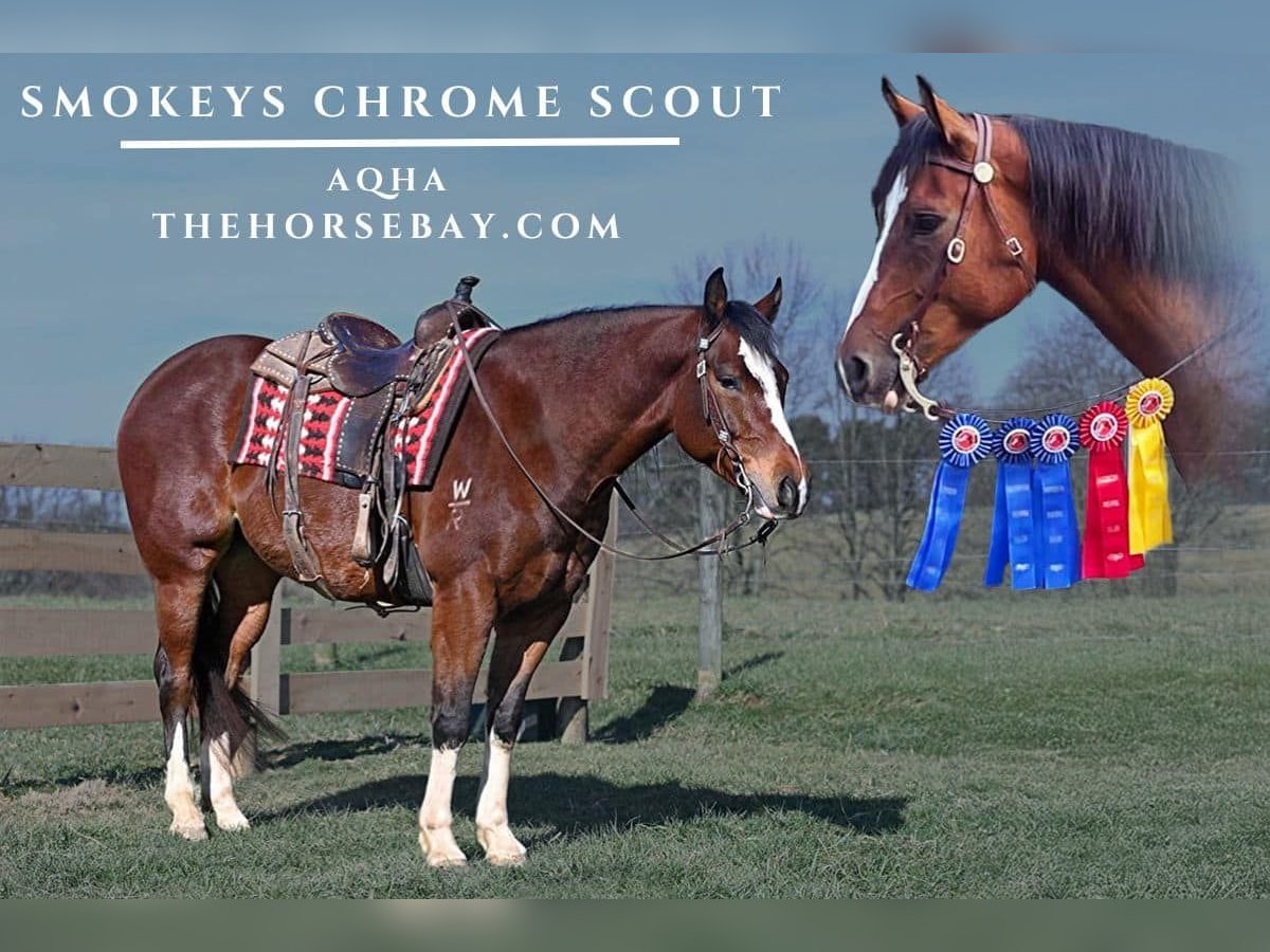 American Quarter Horse Wałach 9 lat 155 cm Gniada in Weston, MA