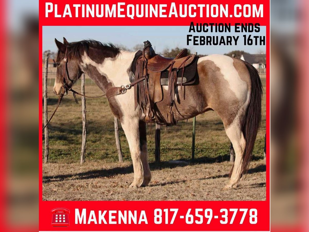 American Quarter Horse Wałach 9 lat 155 cm Tobiano wszelkich maści in Lipan TX