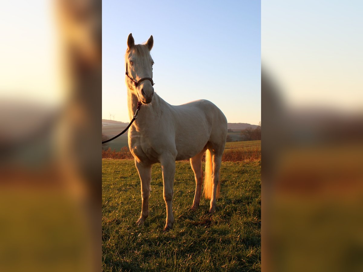 American Quarter Horse Wałach 9 lat 157 cm Perlino in Bad Karlshafen