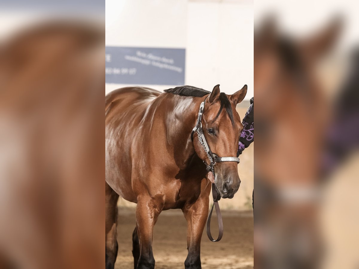 American Quarter Horse Wałach 9 lat 158 cm Gniada in Goch