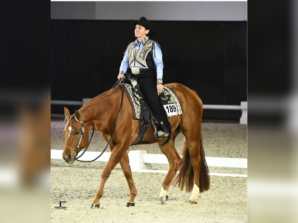 American Quarter Horse Wałach 9 lat 163 cm Kasztanowata in Burgebrach