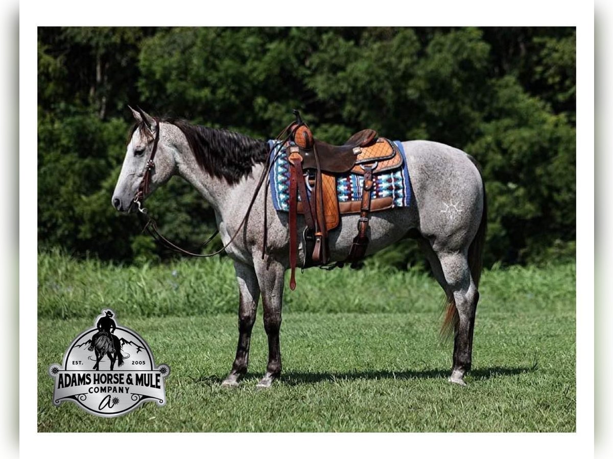 American Quarter Horse Wałach 9 lat 163 cm Siwa in Mount Vernon