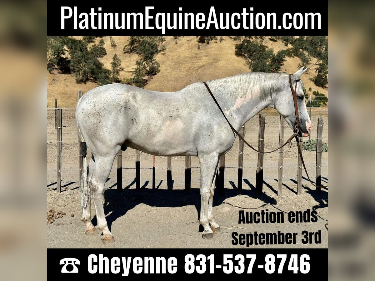 American Quarter Horse Wałach 9 lat Siwa in BITTERWATER, CA