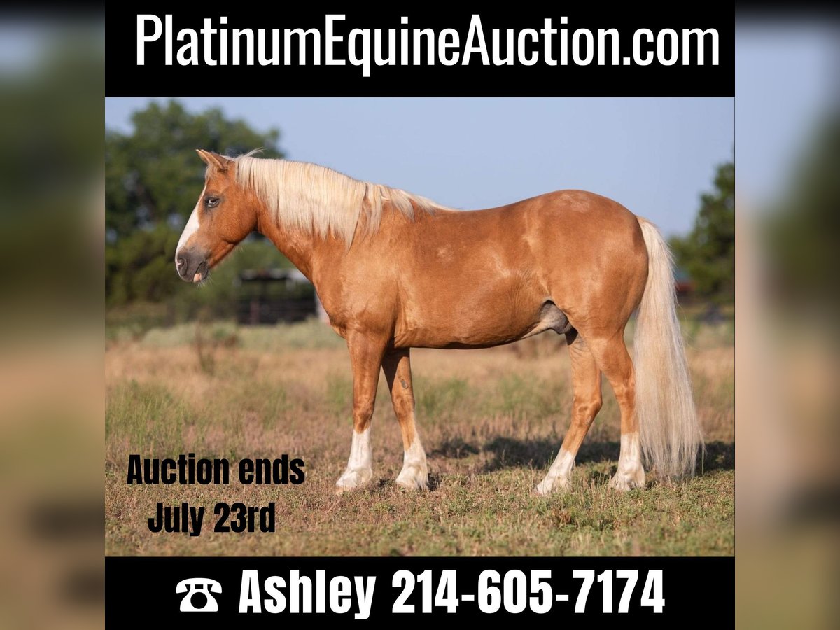 American Quarter Horse Wallach 10 Jahre 124 cm Palomino in Weatherford TX