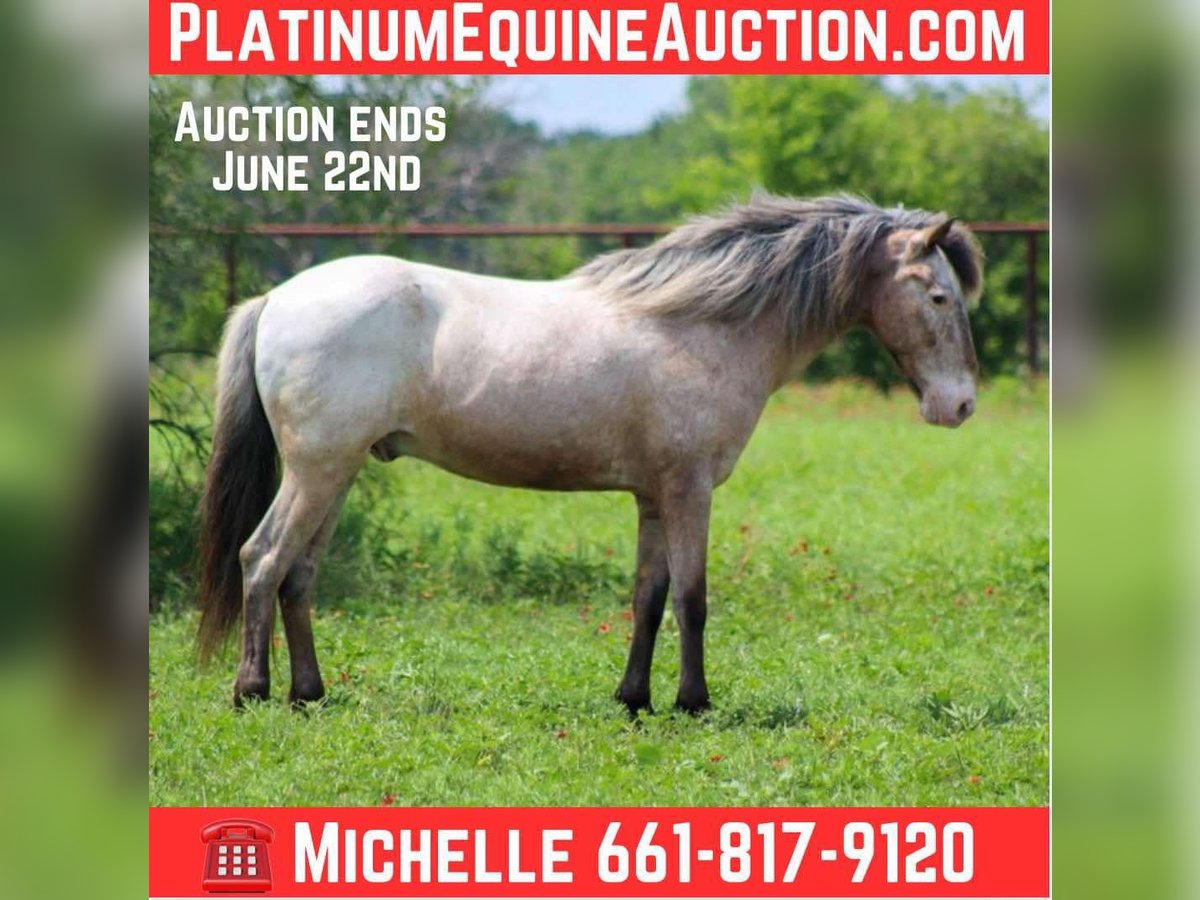 American Quarter Horse Wallach 10 Jahre 140 cm Roan-Bay in Stephenville TX