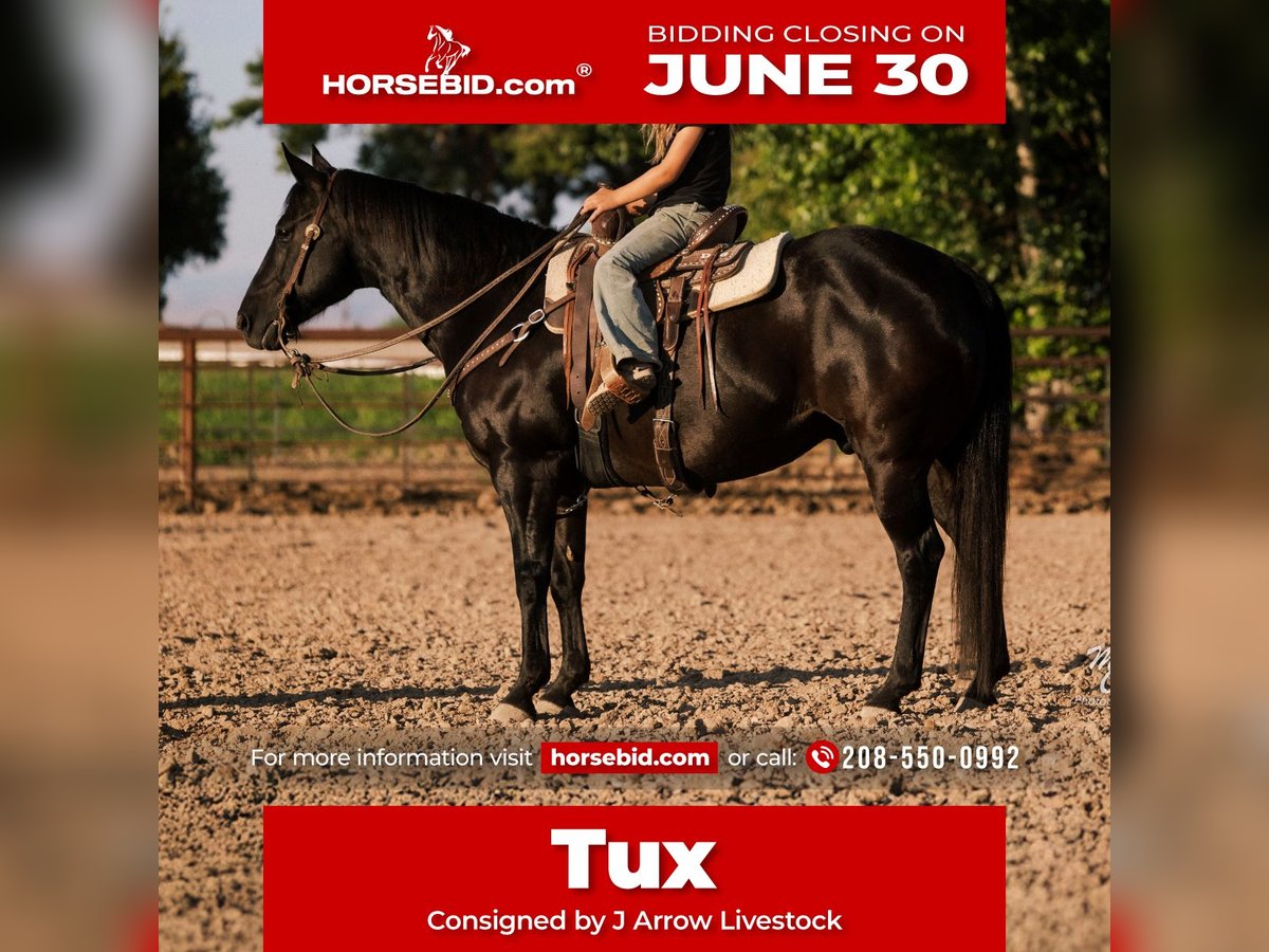 American Quarter Horse Wallach 10 Jahre 142 cm Rappe in Caldwell, ID