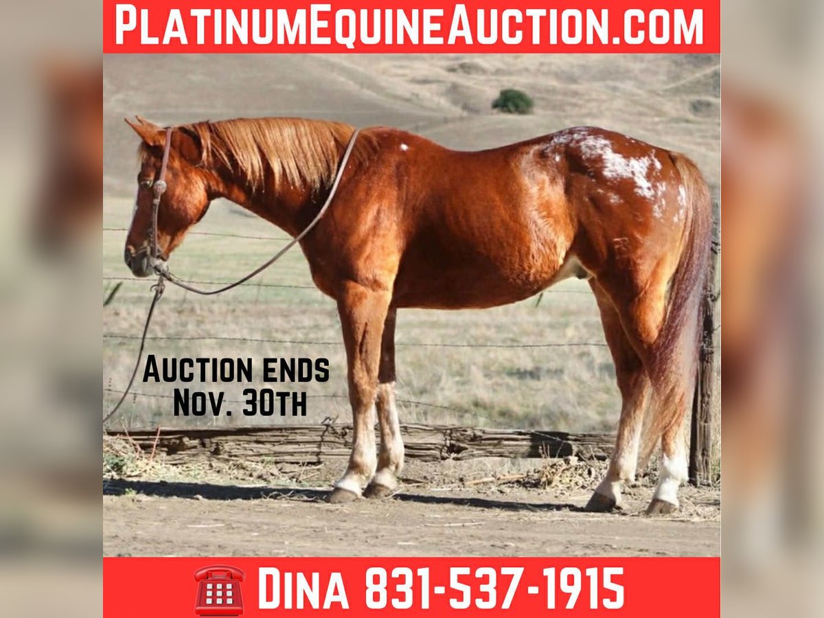 American Quarter Horse Wallach 10 Jahre 147 cm Dunkelfuchs in Paicines CA