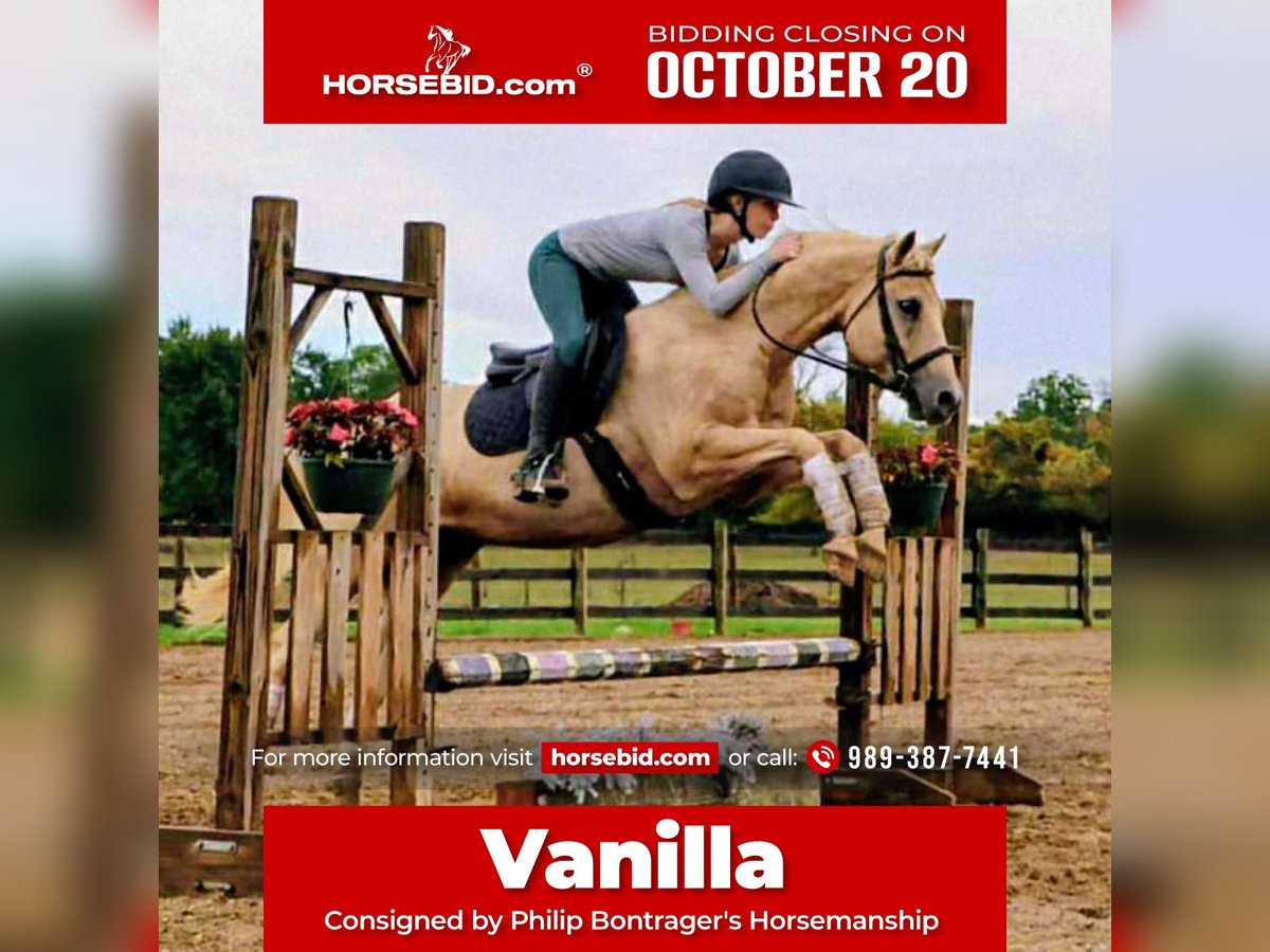 American Quarter Horse Wallach 10 Jahre 147 cm Palomino in Howell